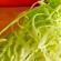 Рецепты салатов из свежей белокочанной капусты на каждый день