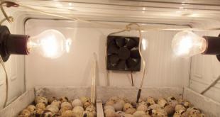 Making an egg incubator with your own hands